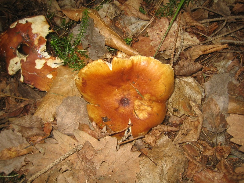 Russula foetens,credo